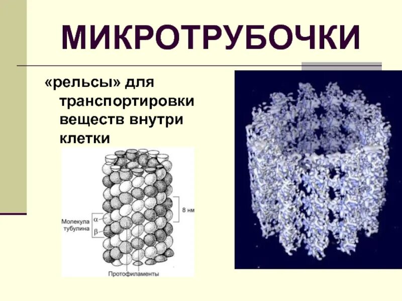 Микротрубочки в какой клетке. Строение микротрубочек рисунок. микротрубочки типа 9 плюс 2. микротрубочки растительной клетки функции.