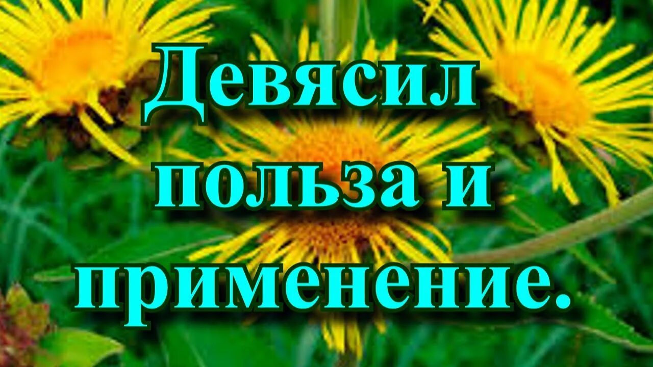 Девясил корень. Девясил. Девясил лечебные. Девясил. Семена девясила.