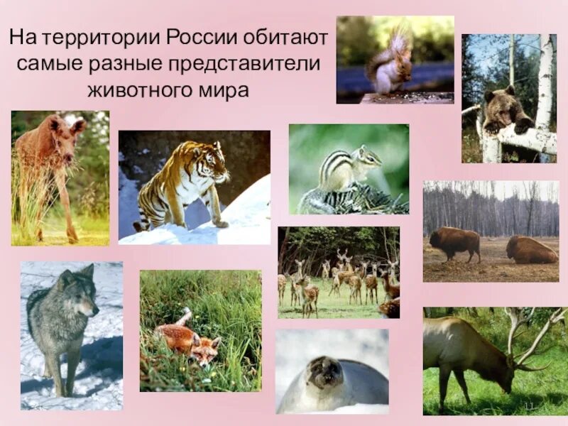 Разные виды обитающие на определенной территории. Животные представители. представитель животного мира россии. что обитает в россии. обитают на территории россии.