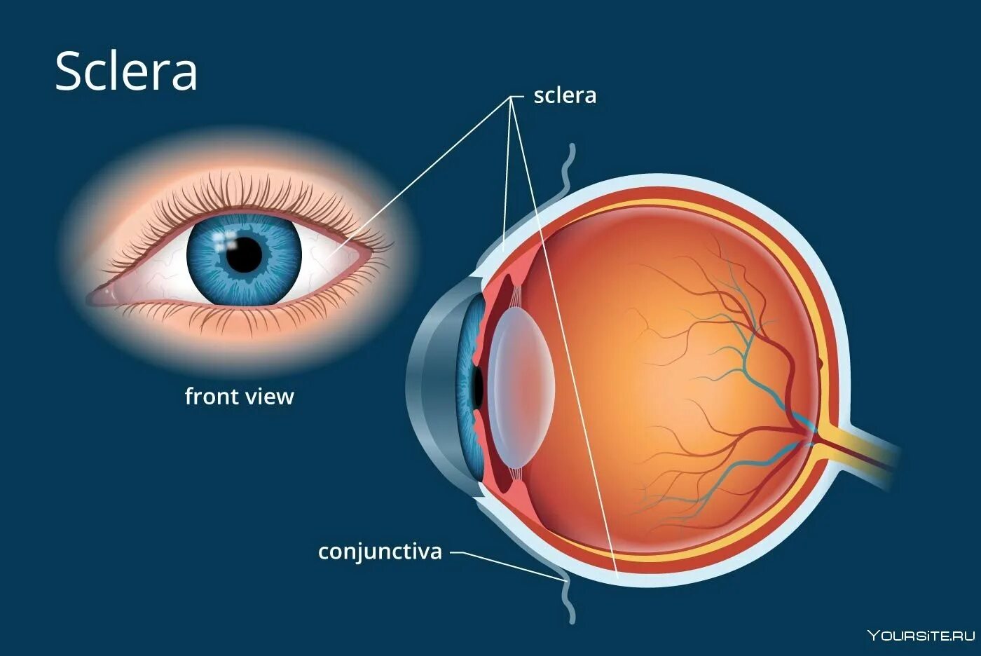 Строение глаза конъюнктива склера. Наружная оболочка глаза склера. Роговица конъюнктива склера. Конъюнктива склера роговица радужка.