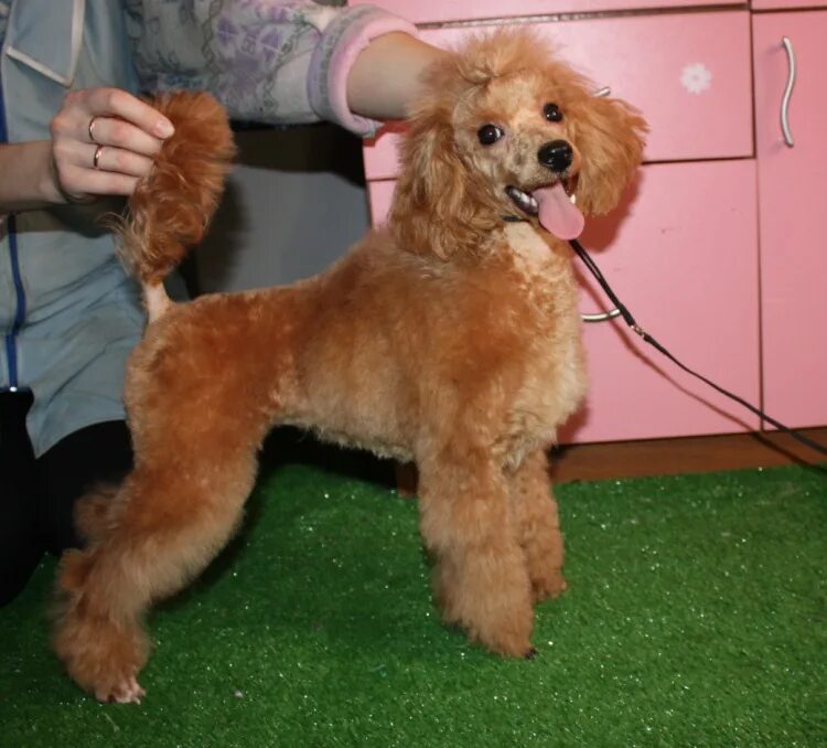 риджи голден рей пудель. карликовый пудель рост и вес. стандарты карликового пуделя. карликовый пудильпорода собаки. карликовый пудель и той пудель.