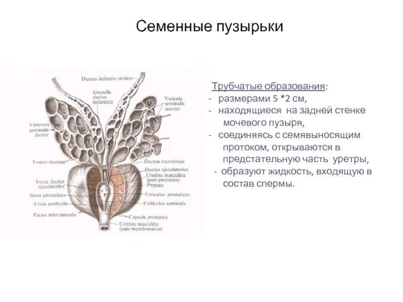 Какую функцию выполняет предстательная железа. Предстательная железа и семенные пузырьки анатомия. семенные пузырьки строение и функции. семенные пузырьки анатомия строение. семенной пузырек анатомия у мужчин.