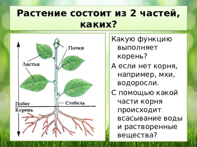 Какую функцию выполняет вода в растении. Из каких частей состоит растение. Из чего состоит растение. Стебель выполняет функции. Какие функции выполняет стебель растения.