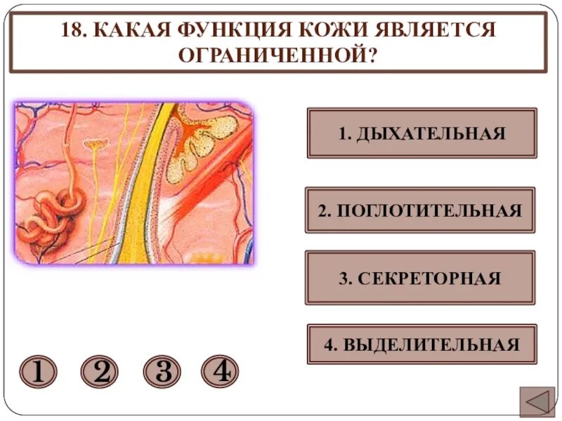 Какие функции выполняет кожа человека обж. Выделительная функция кожи. Выделительная и дыхательная функции кожи. Дыхательная функция кожи. Секреторная функция кожи.