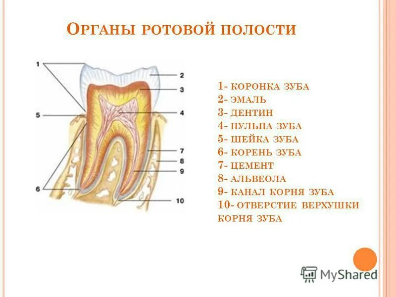 Строение зуба эмаль дентин цемент пульпа. Строение зубной системы человека. Анатомия зубов коронка шейка корень. Анатомия зуба коронка шейка корень.