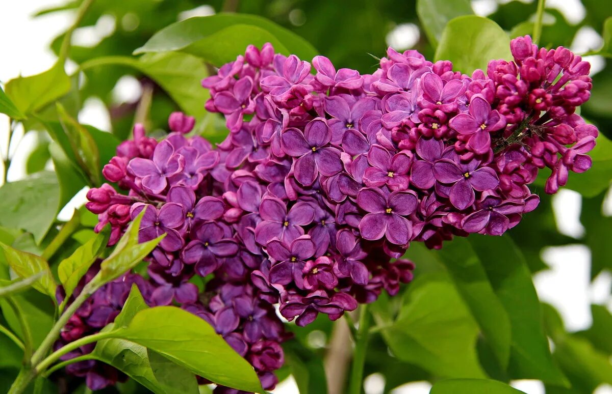 сон цветок. увидеть во сне цветущий. красивые иллюстрации.