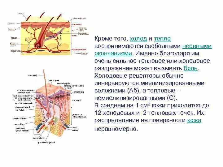 (Тепловых и холодовых) рецепторы. Тепловые рецепторы кожи. Тепловые и холодные рецепторы кожи. Схема расположения тепловых и холодовых рецепторов.