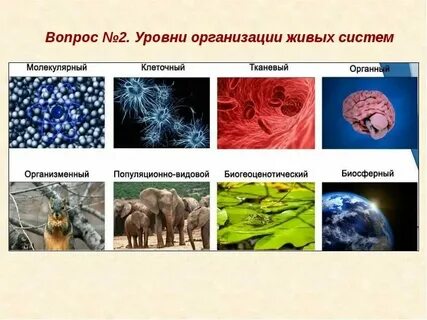 Система организации животных