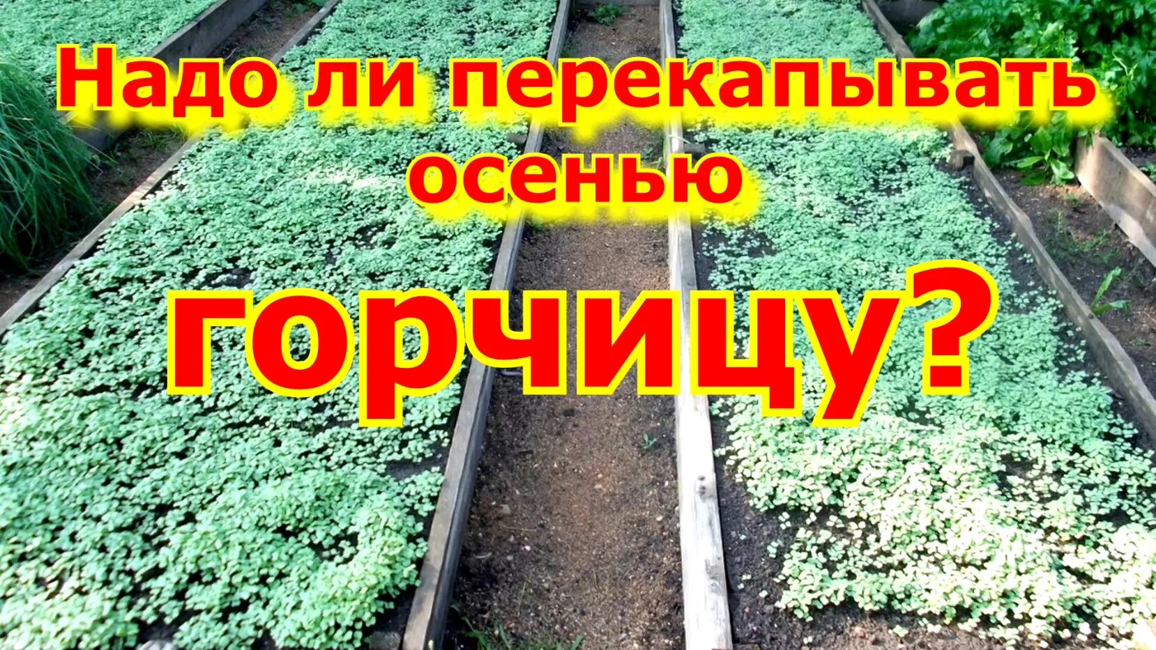 Посеяла горчицу в теплице. Сидераты для огорода. Перекопка сидератов. Когда перекапывать горчицу осенью. Сидераты для огорода в зиму.