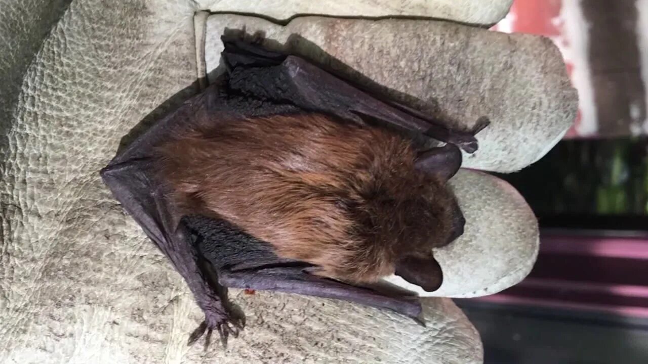 летучая мышь нападает