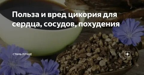 Цикорий и простата