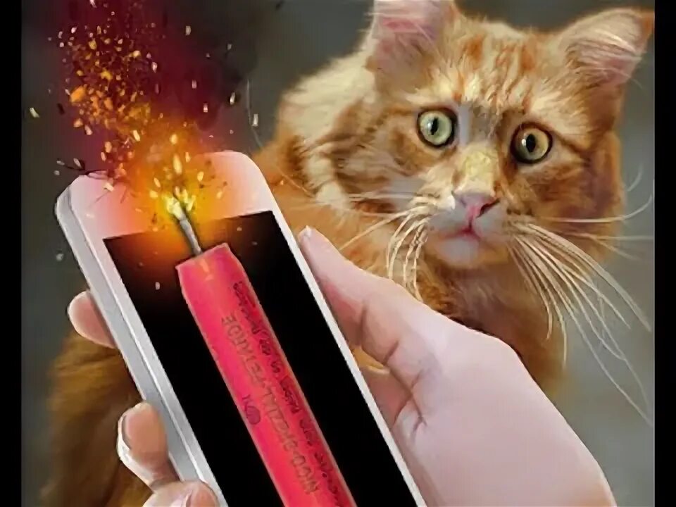 Взорви кошку