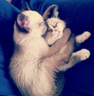 Котик обнимает картинки