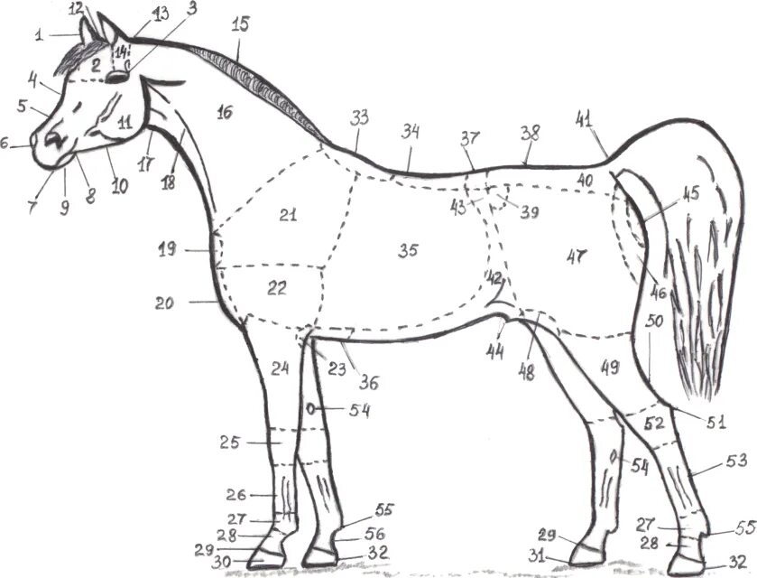 Промеры лошади спереди. Лошади анатомия Маклок. Области тела животного анатомия лошади. Части тела лошади названия.