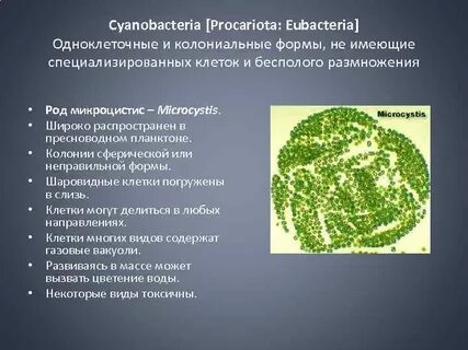 Выберите функции цианобактерий в биосфере