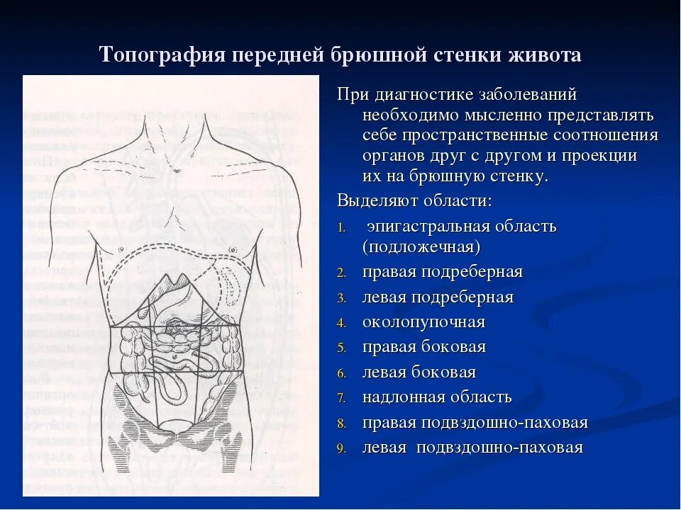 9 областей живота. Топографические области передней брюшной стенки пропедевтика. Топографические области живота. Топография передней брюшной стенки. Топографические области брюшной полости.