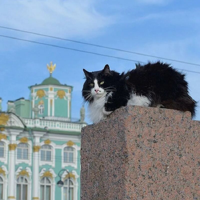 Эрмитаж коты. Эрмитажные коты в санкт-петербурге. коты эрмитажа. петербургские эрмитажные коты. эрмитаж санкт-петербург коты.