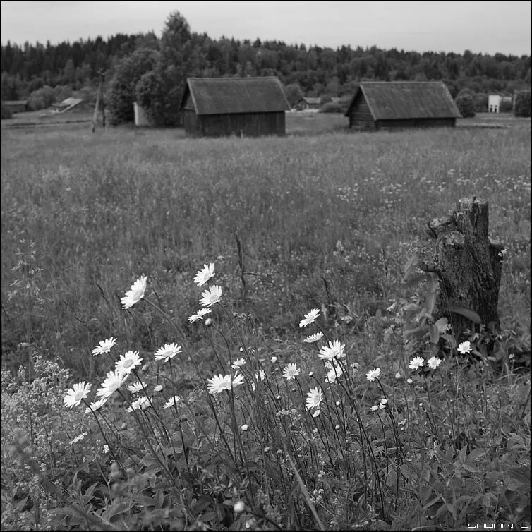 поля с белыми в деревне. деревня чб. белая деревня белые поля. деревня. поле черно белое.