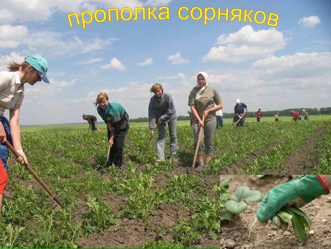 Работа прополка сорняков. Прополка поля. Прополка сорняков. Полоть поле. Прополка сорняков вручную.