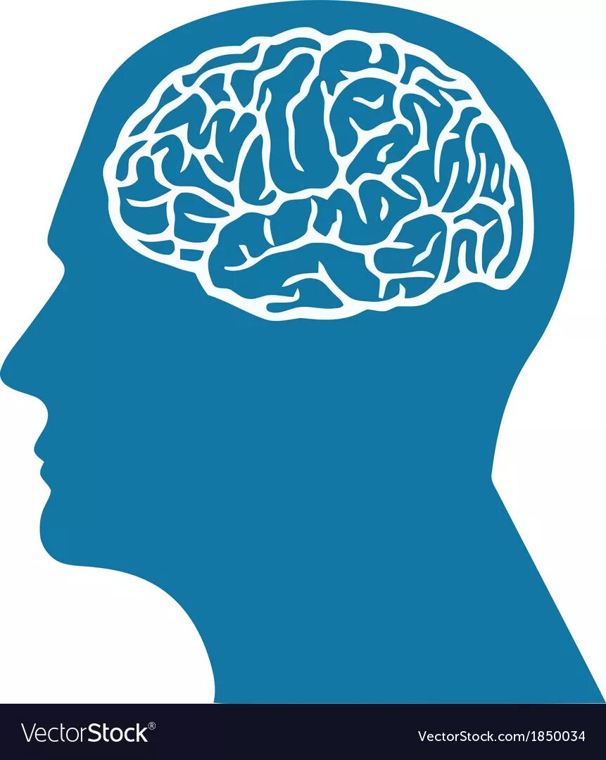 контур мозга человека. разноцветный мозг. френология франца галля. мозг в голове. мозг в голове человека рисунок.