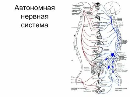 Автономные нервные узлы