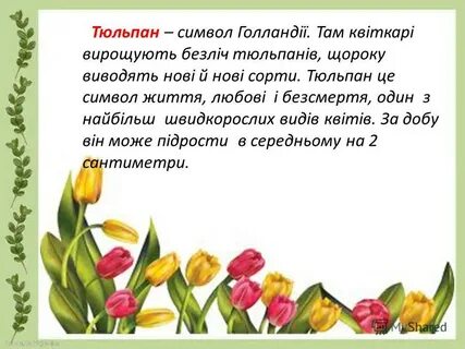 Тюльпан символ чего