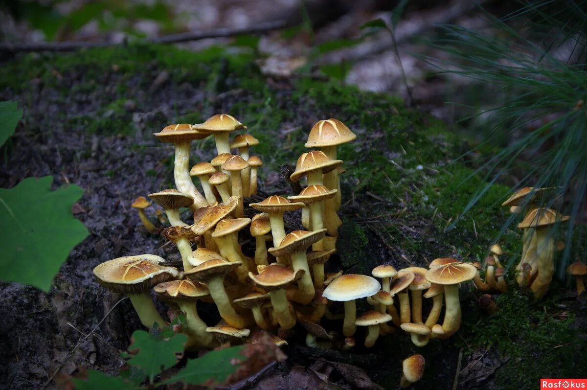 опята луговые ложные. опенок луговой ложный. луговой опенок грибоведы. опята луговые несъедобные. ложный опенок серопластинчатый.