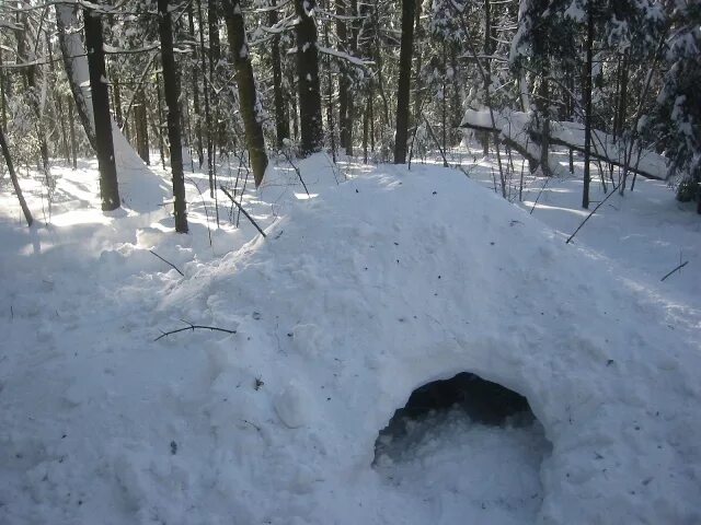 Медведь берлога волк