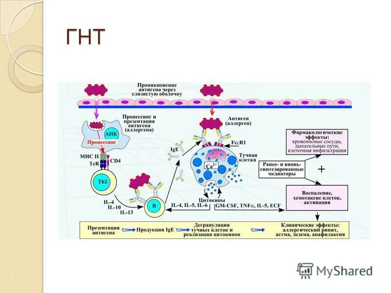 Реакция гиперчувствительности 2 типа механизм. Реакция гиперчувствительности немедленного типа 1. I тип реакций гиперчувствительности (анафилактический тип):. Механизмы гиперчувствительности немедленного типа. Антиген 1 типа аллергических реакций.