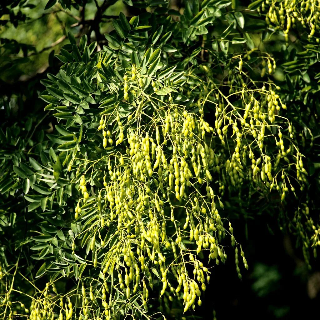 Foto Stock Styphnolobium japonicum or Japanese pagoda tree is a popular ornament