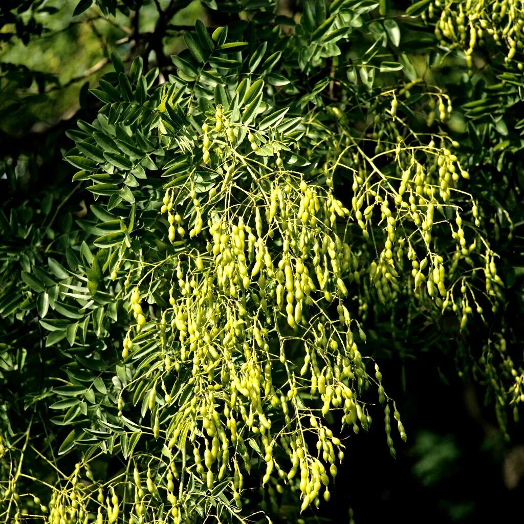 Дерево софора Крымская. Софора японская растение. Sophora japonica плод. Акация софора. Софора японская лечебные свойства и применение