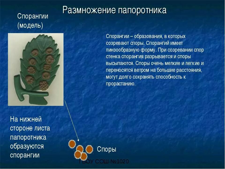 Споры на нижней стороне листа папоротника. Споры у папоротника образуются. Образование спор у папоротника. Спорангии папоротника образуются. К какому классу относят коробочка спорангий