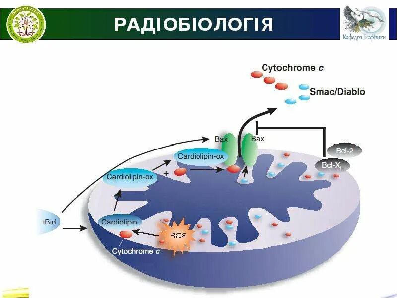 Радиобиология. Радиобиология это наука. Радио бологич это наука. Радиология и радиобиология.