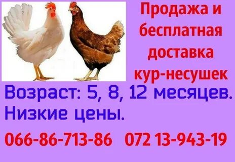 Объявление куры