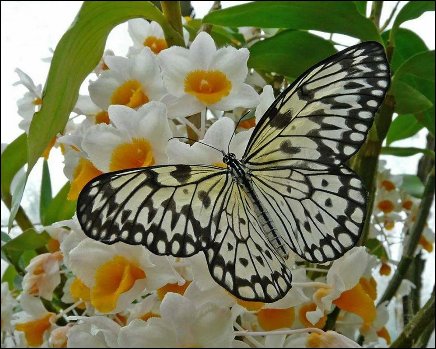Где взять бабочек. Бабочки в цветах. Бабочка на цветке. День бабочек. Утренние бабочки.