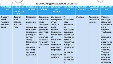Сравнительная характеристика органов дыхания таблица
