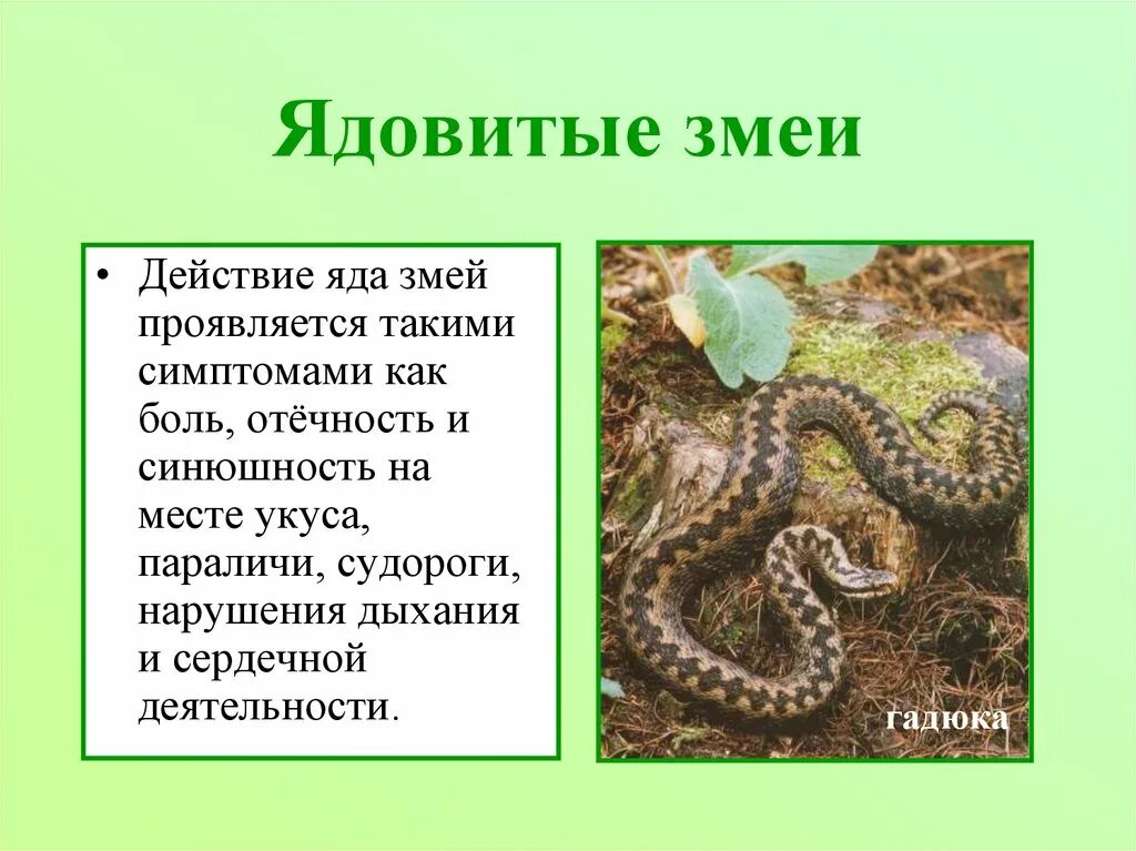 Ядовитые змеи информация. Сообщение о ядовитых животных. Ядовитые животные сообщение. Сообщение про ядовитую змею.