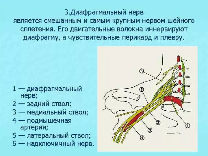 Поражение двигательного нерва. Шейное сплетение анатомия схема. Диафрагмальный нерв топография. Малый затылочный нерв иннервирует. Иннервация диафрагмального нерва.