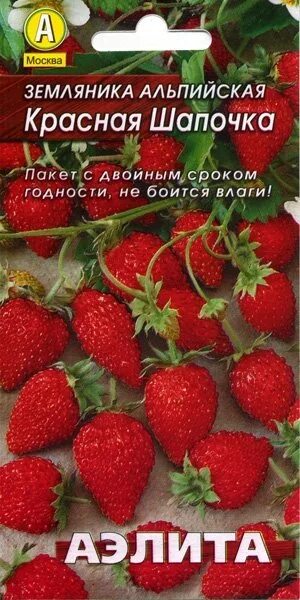 Земляника альпийская красная шапочка. Клубника сорт красная шапочка. Гигантская клубника сорт. Земляника красная пчелка отзывы. Клубника (земляника) красная шапочка.