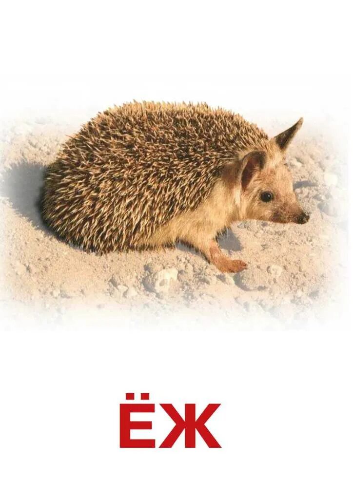 Медведь волк еж