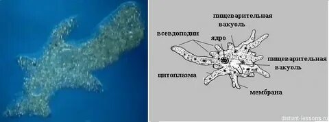 Место обитания амебы