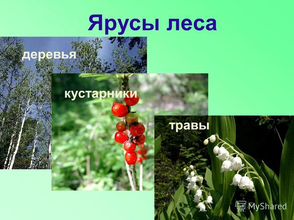 жизнь леса деревья. лес. жизнь леса деревья. деревья леса. жизнь леса деревья.