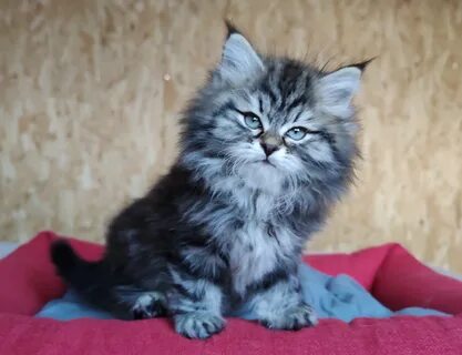 Коты свердловская область
