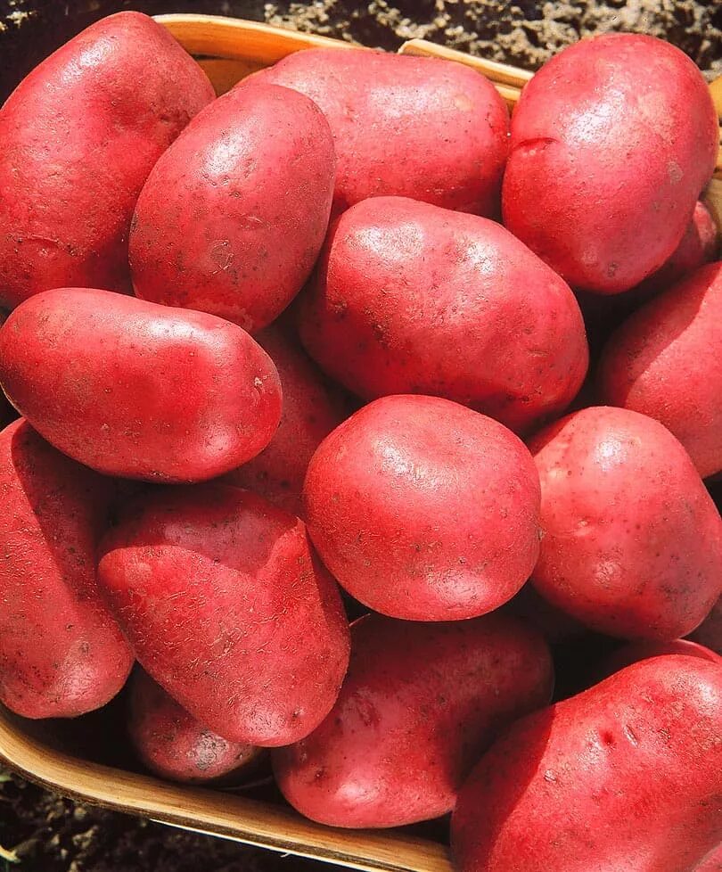 Самая вкусная картошка сорт. Сорт картофеля центурион. сорт картофеля энигма. кармэн сорт картофель. сорт картофеля дезире.