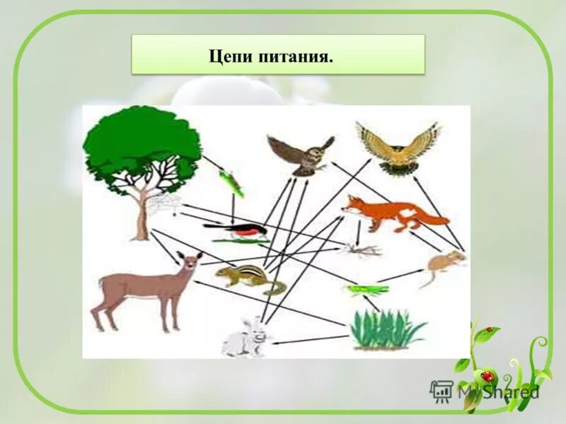 Урок пищевые связи в природных сообществах. Цепи питания. Пищевая цепочка. Пищевая цепочка питания. Пищевая цепочка леса.