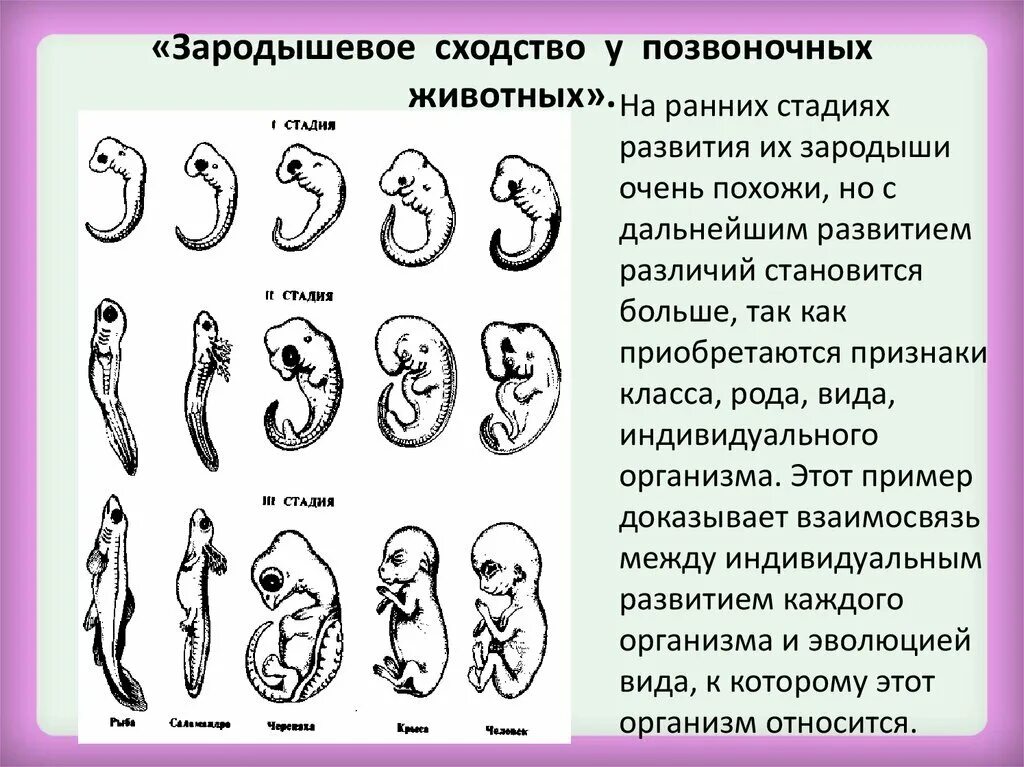 Онтогенез проверочная. Этапы эмбрионального развития позвоночных животных. Стадии зародышевого развития позвоночного животного. Зародышевое сходство у позвоночных. Сходство стадии зародышевого развития позвоночных.
