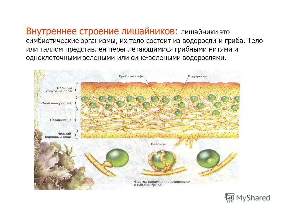 Строение лишайника рисунок с подписями. Лишайник-кладония симбиоз. Лишайники комплексные симбиотические организмы кратко. Лишайники симбиотические организмы. Сложный организм состоящий из водоросли и гриба.