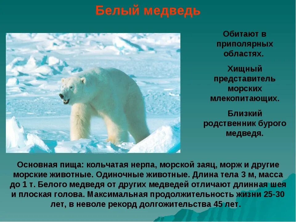 Сведения о белом медведе. Рассказ о белом медведе. Полярный медведь характеристика. Полярный медведь характеристика. Рассказ о белом медведе.