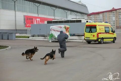 Кинолог красноярск