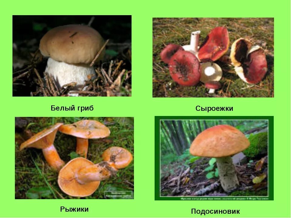 Маслёнок подосиновик Боровик. Маслёнок подосиновик Лисичка Боровик. Сыроежка Боровик подосиновик масленок. Грибы рыжики маслята подберёзовики. Рыжики и подосиновики